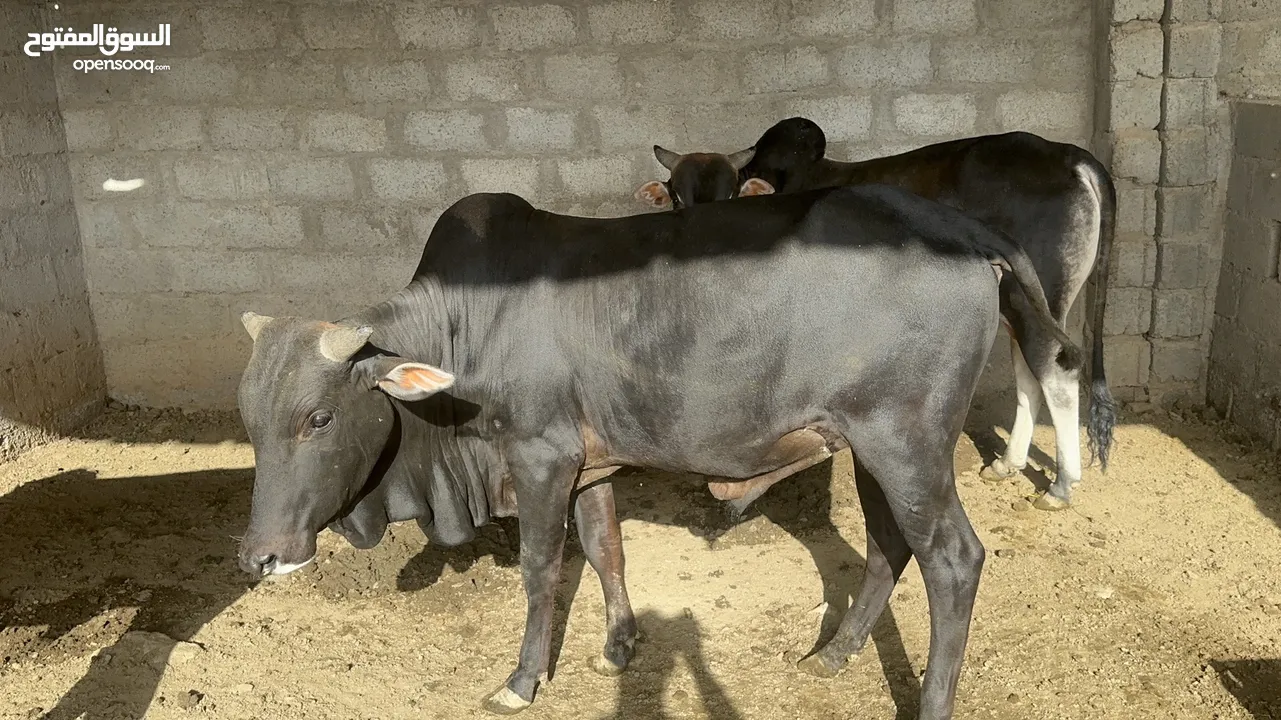 للبيع ثيران اثوبية مطعومه طعام طيب كاملة او بالسهم