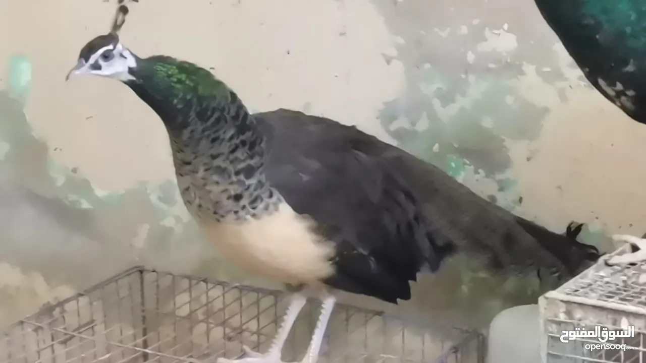 طاووس أمريكي الوصف مهم