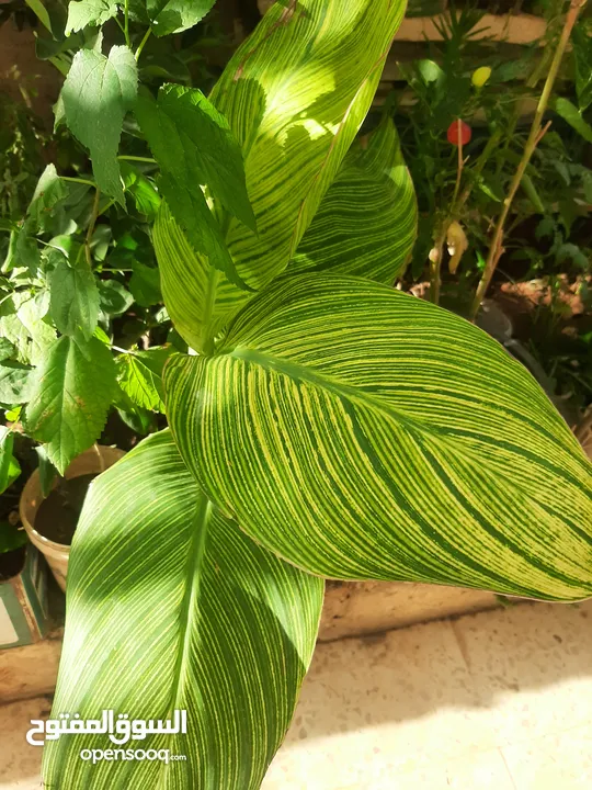 زريعه زينه للبيع