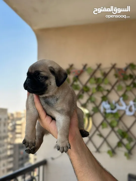 جراوي بج، pug puppies