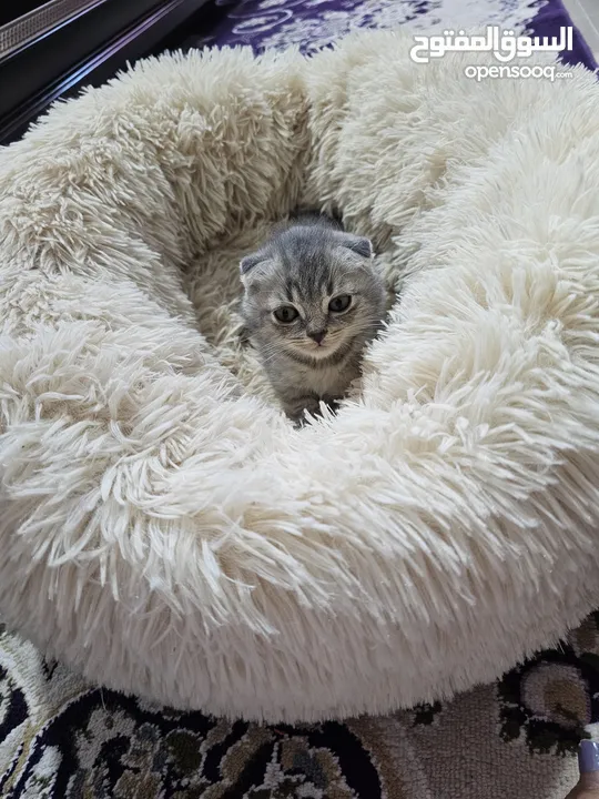 Scottish fold 3 kitten  male point end taby color 55 days