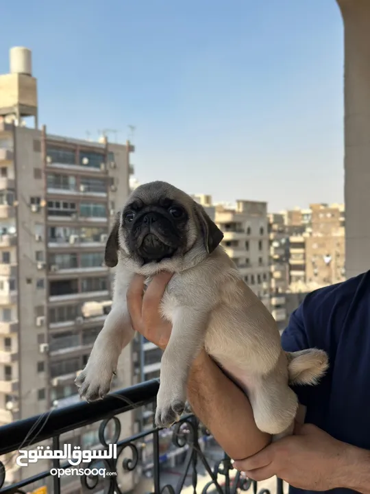 جراوي بج، pug puppies