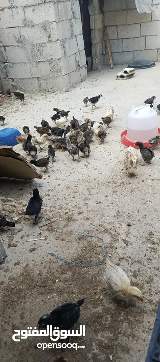 صوص جاج بلدي