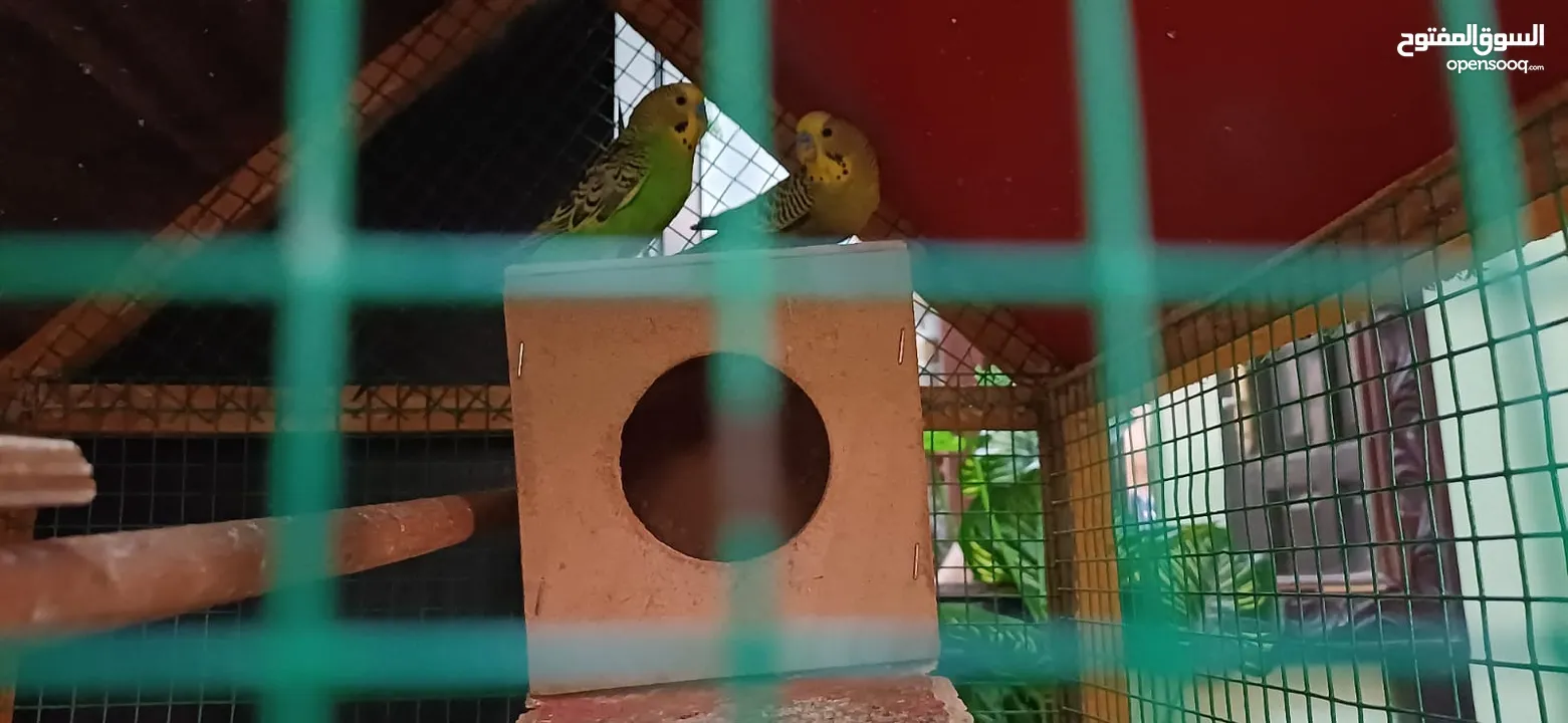 green pair of parrots with cage