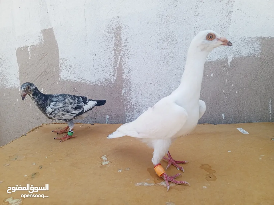 جوز كشامره مع فراخهن مع القن والمشربيه للبيع ب12دينار