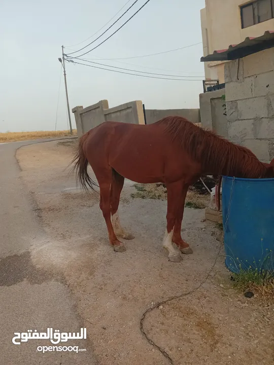 حصان حراث للبيع