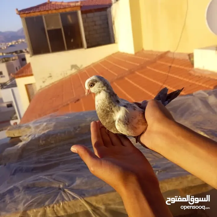 الجوز علا 10 اما الباقي الحبه علا 2