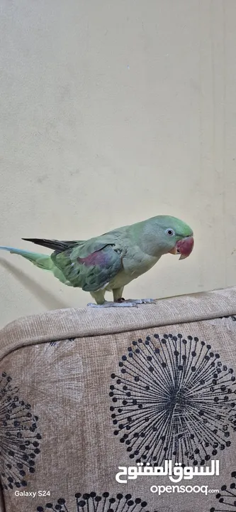 متوة نثية نيبالية أليفة ومتكلمة