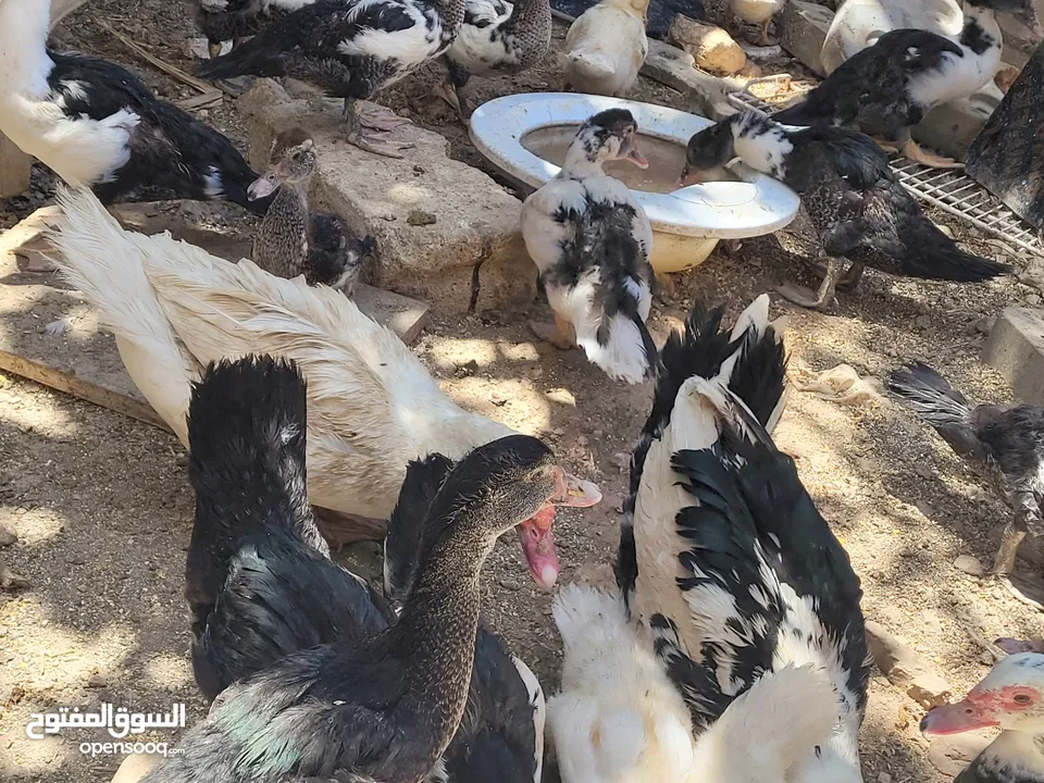 بطط مرتب لحم خرافي لانه مهتمين بغذائه يوجد أحجام مختلفه + يوجد حجل لحم مرتب + بيض بط+ بيض حجل