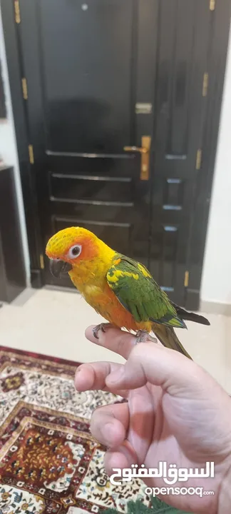 sun conure