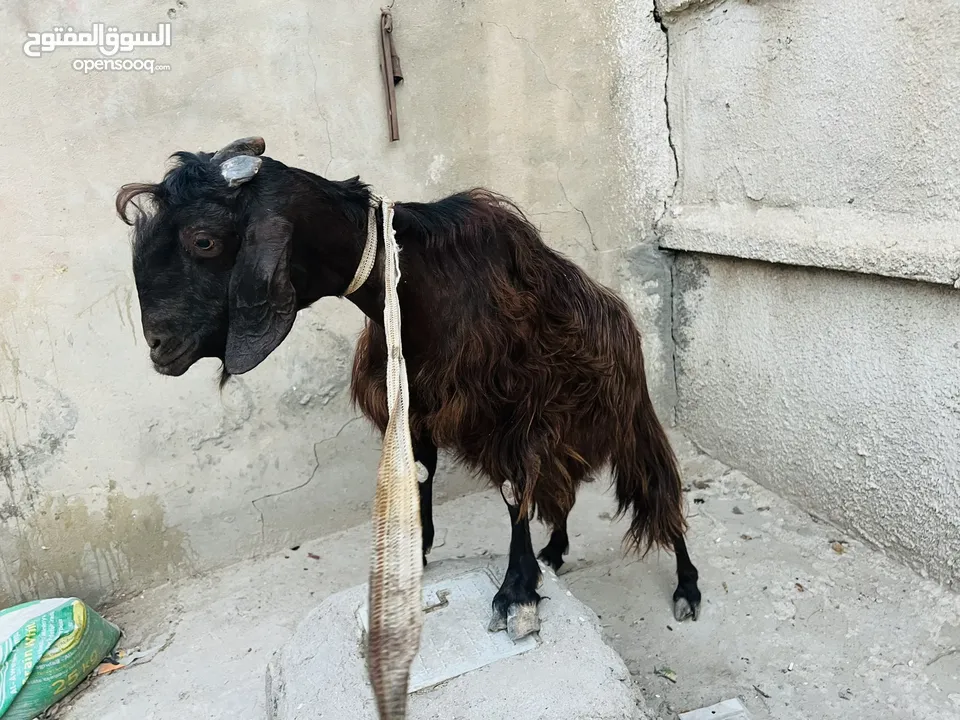 نثية شامية حلابه وتوامة داخله شهرها الثالث