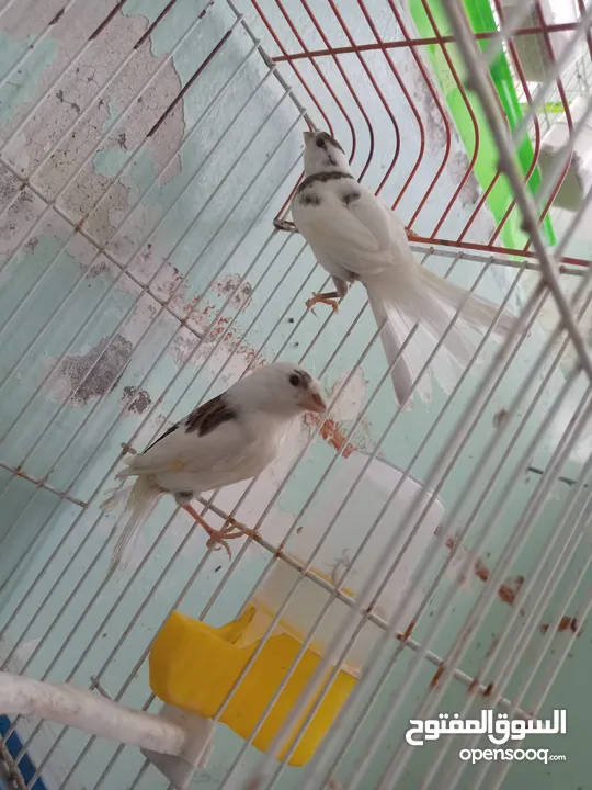 اقرى الوصف