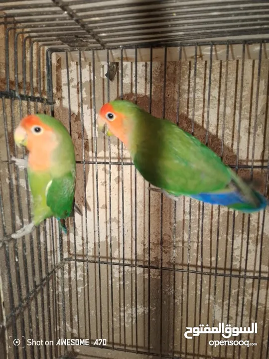 روز شغلات اربع جواز للبيع