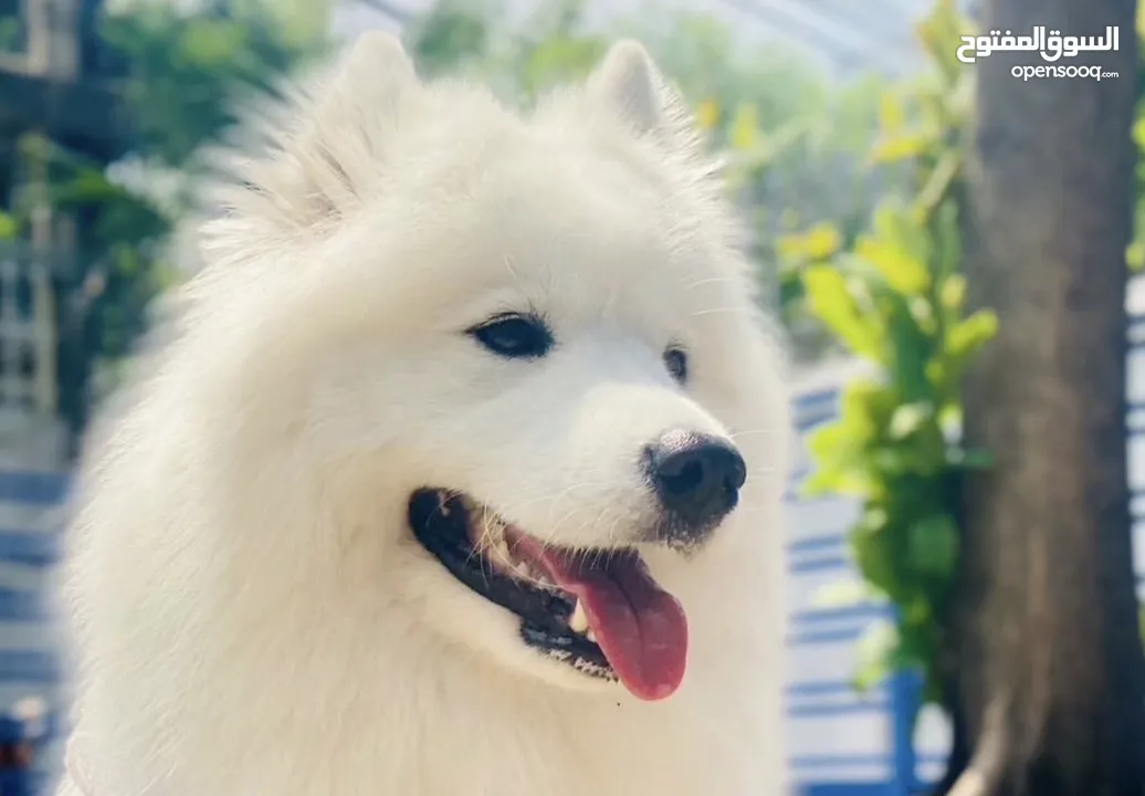 كلب سامويد  - Samoyed dog