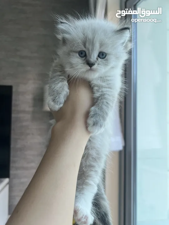 Lovely kitten