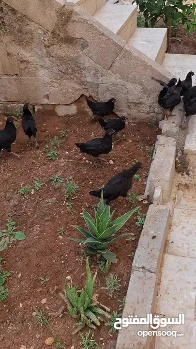 عشرين فرخة بلدي وبناديق عمر شهرين نظاف وصحتهم ميه ميه سارحات .