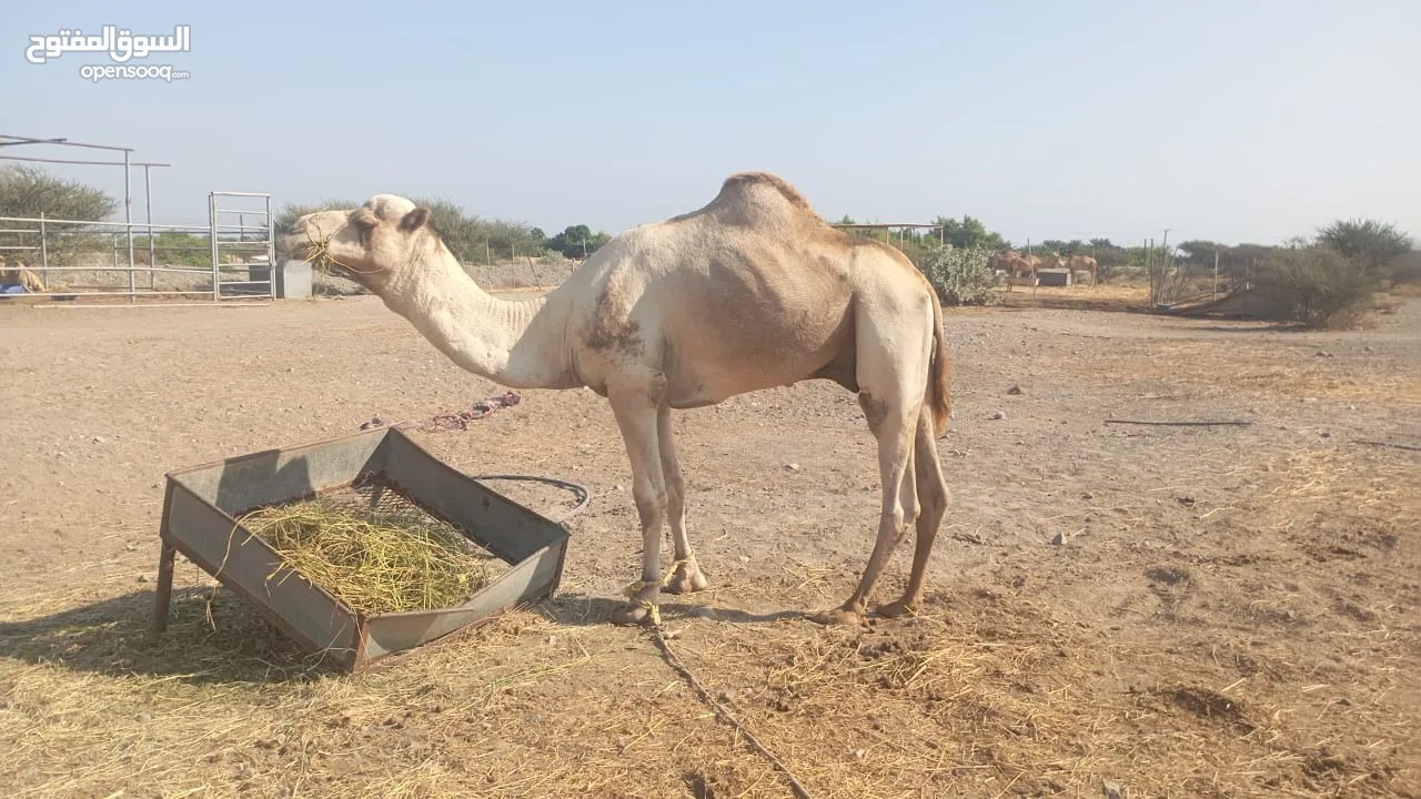 بعير للبيع