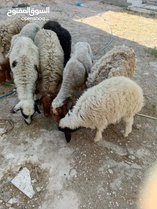 ضحايا سعر حرق
