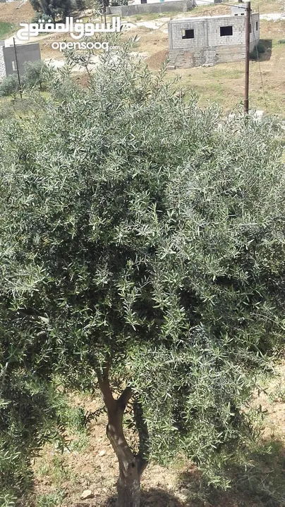 مزرعة مع بيت لقطة للبيع