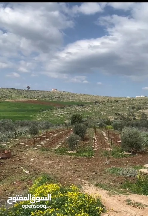 ارض دونمين و80 متر