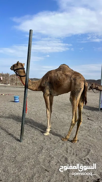 للبيع بكره فطيم فيه جرع بسيط مروح عنهي