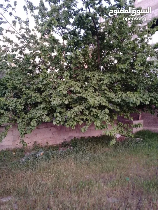 أرض للبيع بمساحه 678:340 متر عليه بيت قديم 100م يوجد فيها أشجار الزيتون وتوت وتين ولمون وعنب على شار