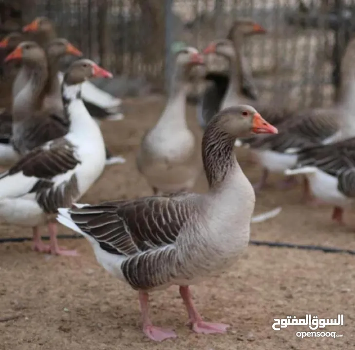 انا عندي بط النادر فقط للسبع دراهم انواع الطيور النادره بسبعه دراهم والصيصان على مع التوصيل.