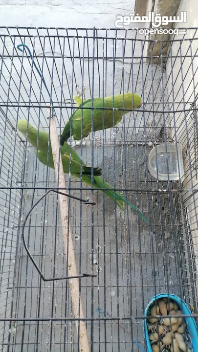 Parrot for Sale