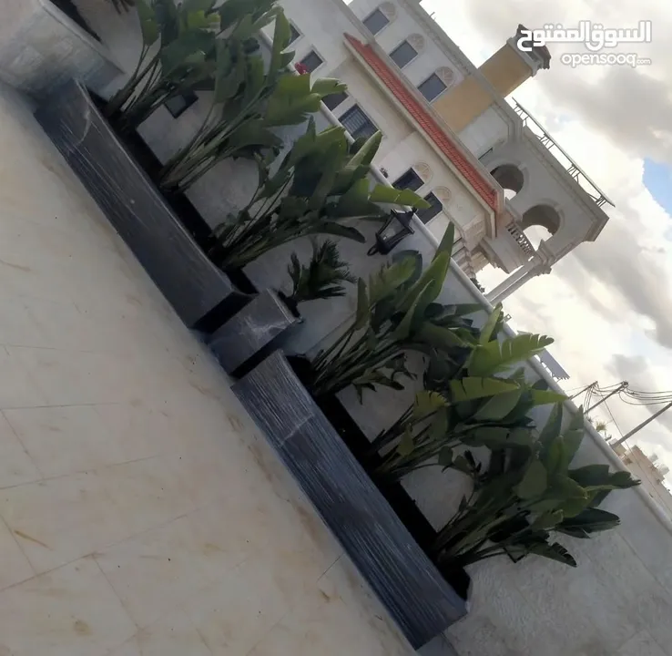 قواوير فايبر جلاس بشكل عصري أنيق #قواوير فايبر جلاس  #نباتات زينة ومثمر داخلي وخارجي  #إشراف مهندسين