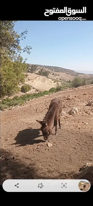 كر للبيع عمره سنه تقريبن