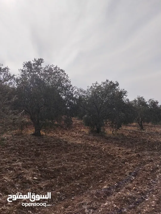قفقفا 13 دنم منطقة مزارع وشاليهات وطبيعة خلابة مسيجة جدار حجر