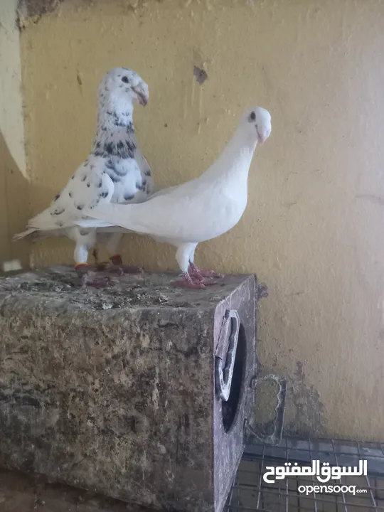 جوز معو فراخ  و بيض