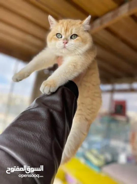 للبيع ذكر سكوتش ستريت