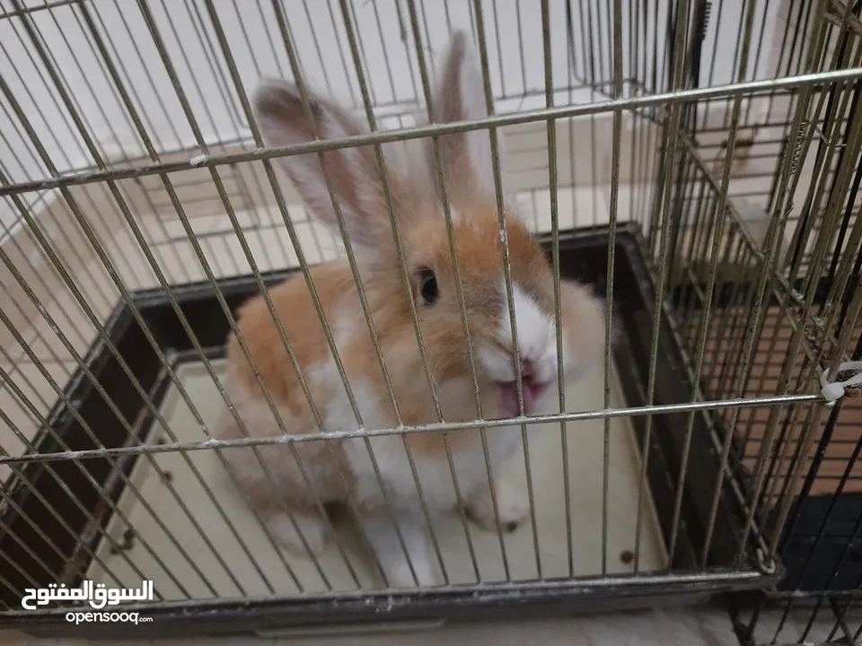 ارانب  lion head ذكور نوعهم راس الاسد Rabbits