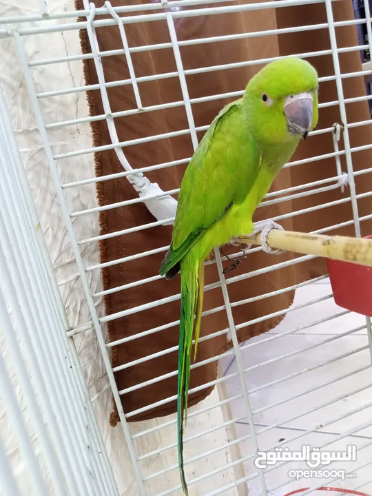 ببغاء دره هندي
