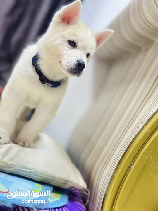 Puppy (chow chow pomsky mix )