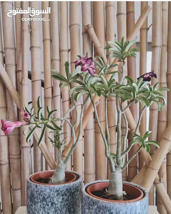 Indoor and outdoor plants