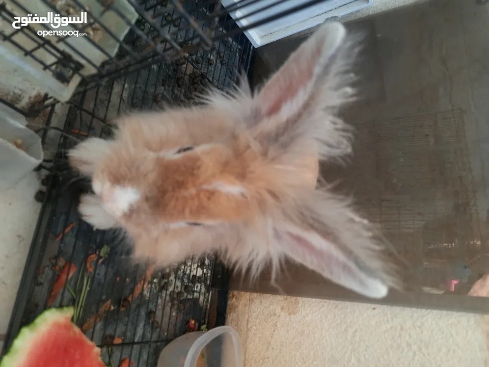 ارانب  lion head ذكور نوعهم راس الاسد Rabbits