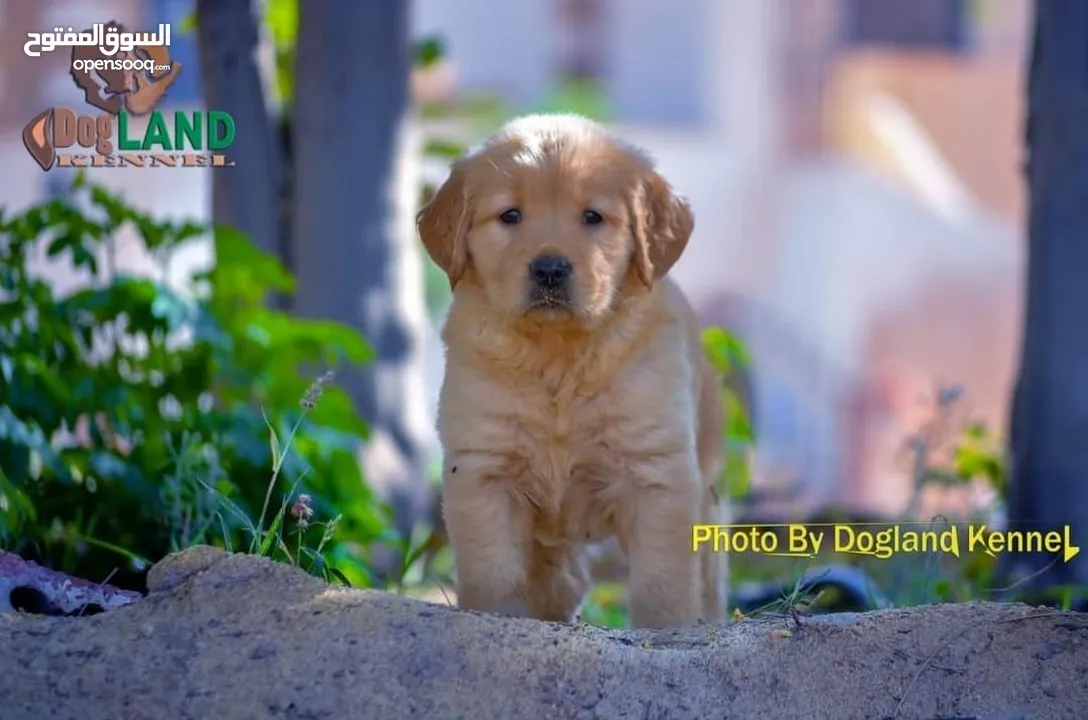 golden retriever puppies