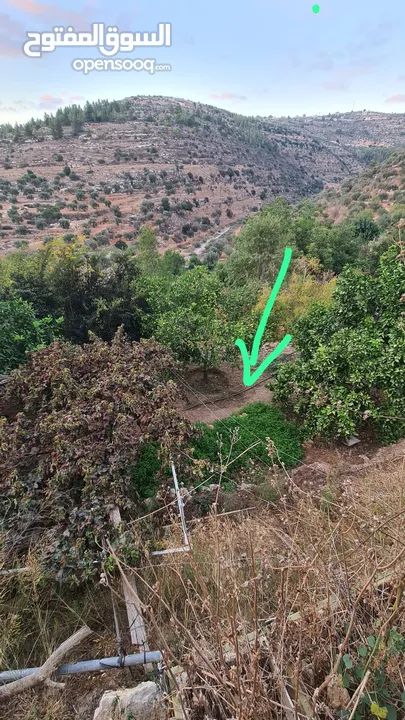 حاكورة أرض مزروعة باشجار مثمرة بسعر مغري