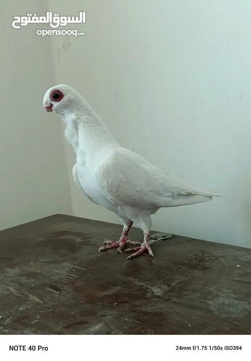 جوز بولندي