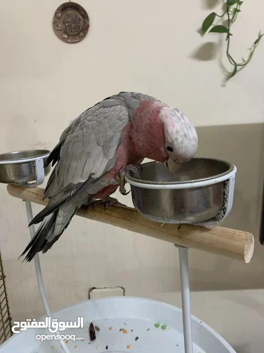 Cockatoo parrot  for sale