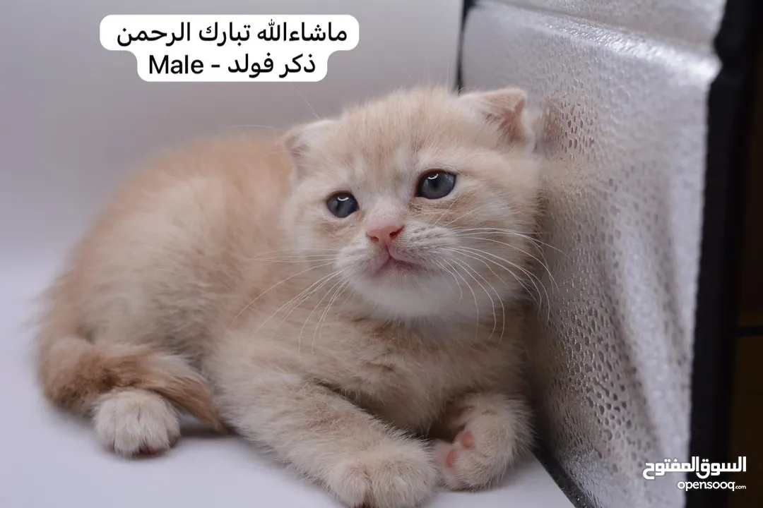 سكوتش كيتن فولد وستريت الوان مميزه ليلك ومشمشي وغيرها 15 كيتن