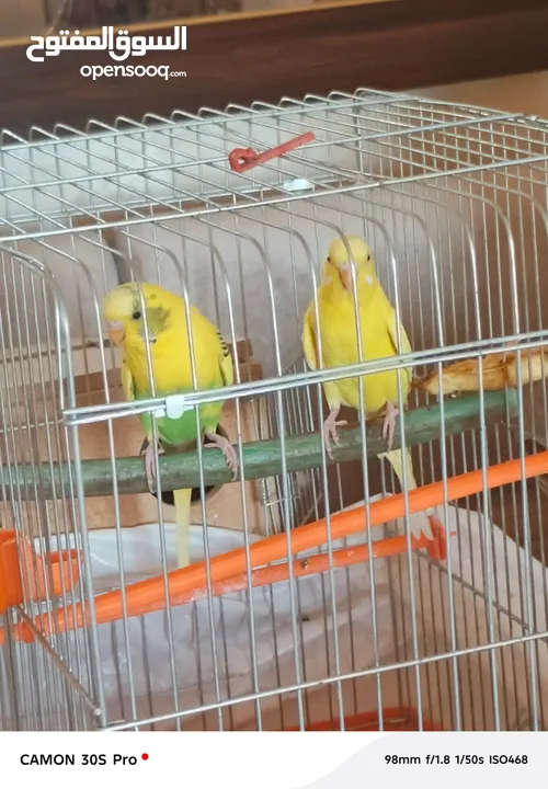 طيور حب مع فراخ عدد 2 للبيع بحاله ممتازه