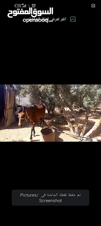 فرس مع مهر للبيع