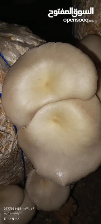 فطر محاري بلدي