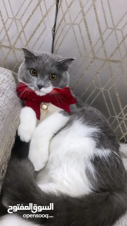 قطط سكوتش فولد موقي للبيع ‏Scottish Fold Moogie Kittens