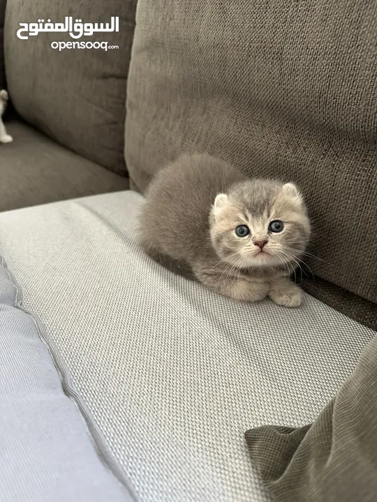 American curl golden and silver