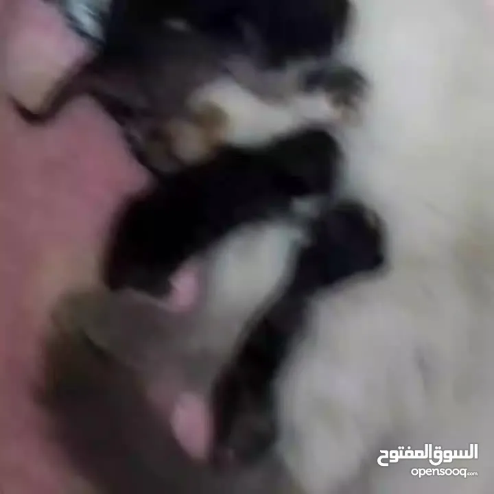 قطط اليفة زوج وحديثي الولادة
