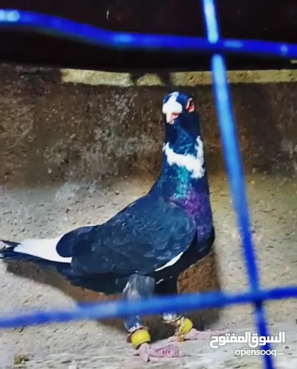 بسم الله الرحمن الرحيم   متاح بالصلاة على النبي   مسود قراقطه شامي   مطوق احمر   مطوق اسود   عنابي ا